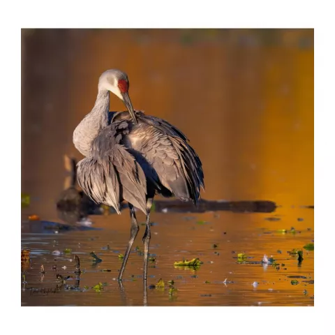 Объектив Nikon 500mm f/5.6 E PF ED VR AF-S NIKKOR
