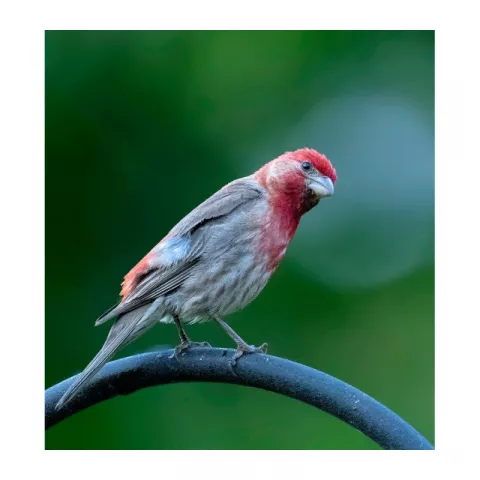 Объектив Nikon 500mm f/5.6 E PF ED VR AF-S NIKKOR