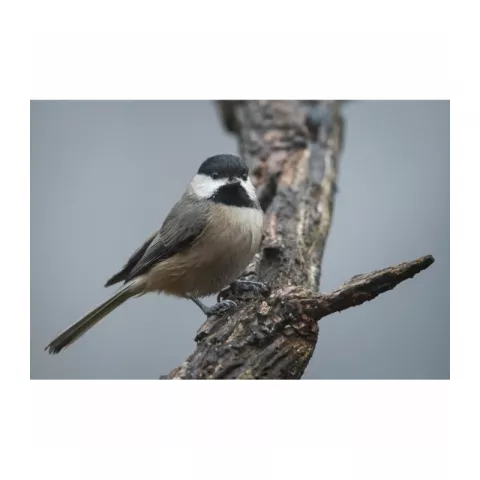 Объектив Nikon 500mm f/5.6 E PF ED VR AF-S NIKKOR